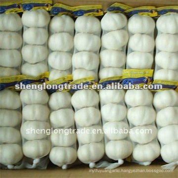 pure white garlic for egypt and Europe market